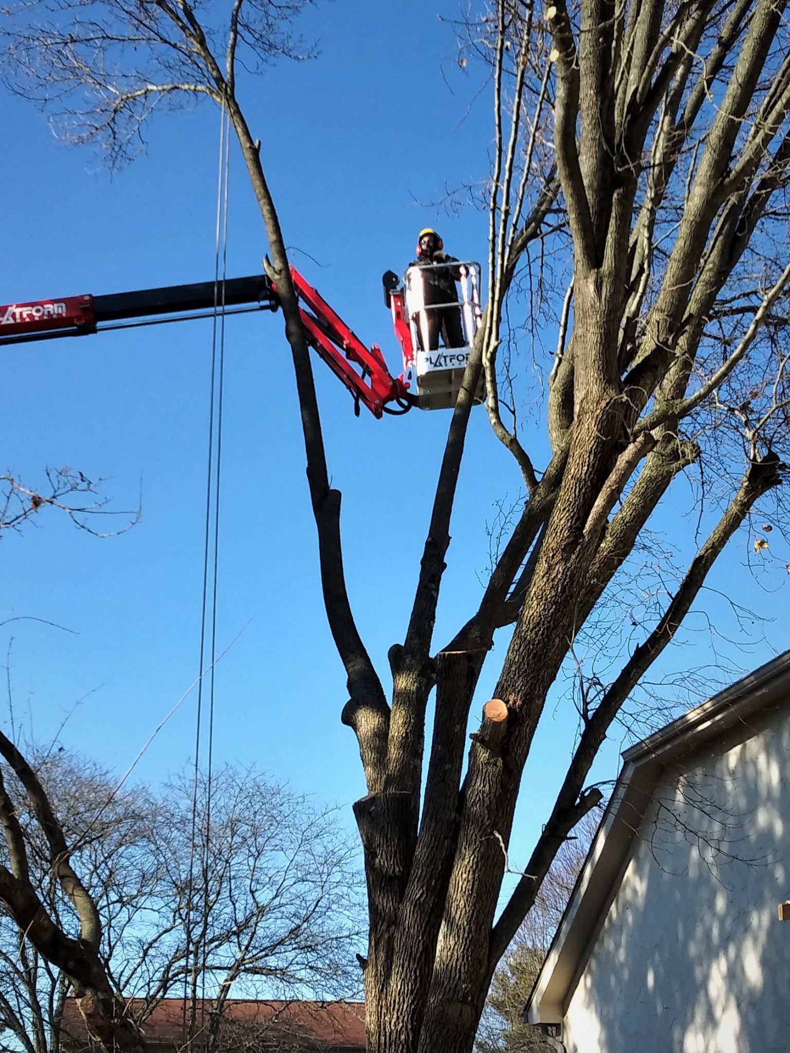 Removals – Ohio Tree Care Inc.